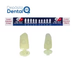 Coronas temporales Policarbonato Incisivos Anteriores Rite-Dent