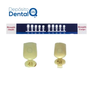 Coronas temporales Policarbonato Premolares Rite-Dent