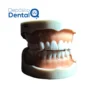 Tipodonto Nissin adulto 28 dientes