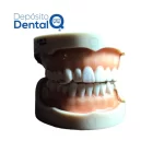 Tipodonto Nissin adulto 28 dientes
